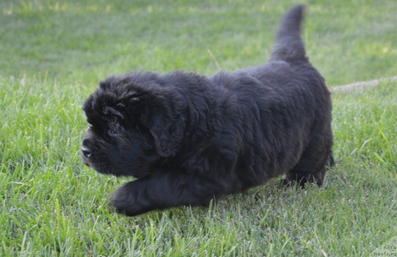 Фото: ньюфаундленд S'Nezhnaya Vjuga Vento Di Fiori (С'Нежная Вьюга Венто Ди Фиори)