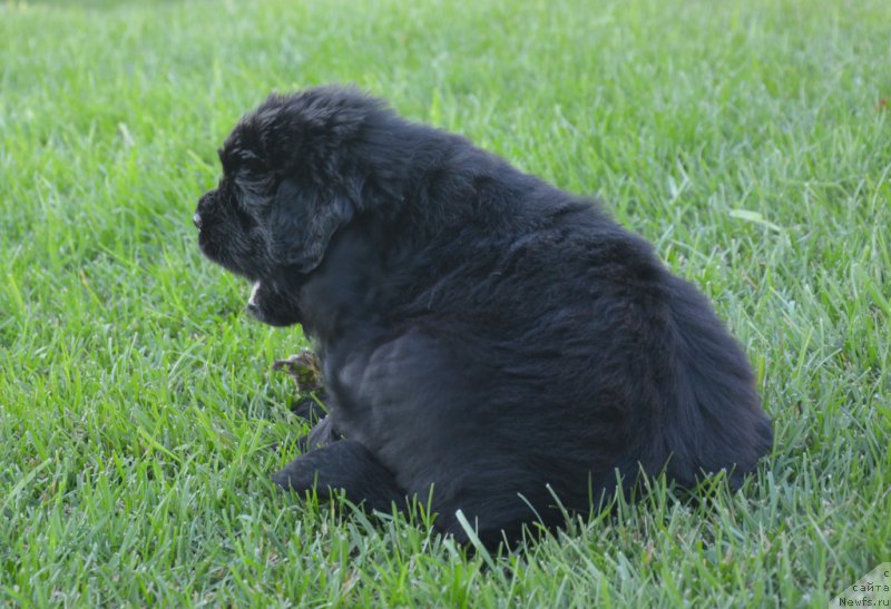 Фото: ньюфаундленд S'Nezhnaya Vjuga Vento Di Fiori (С'Нежная Вьюга Венто Ди Фиори)