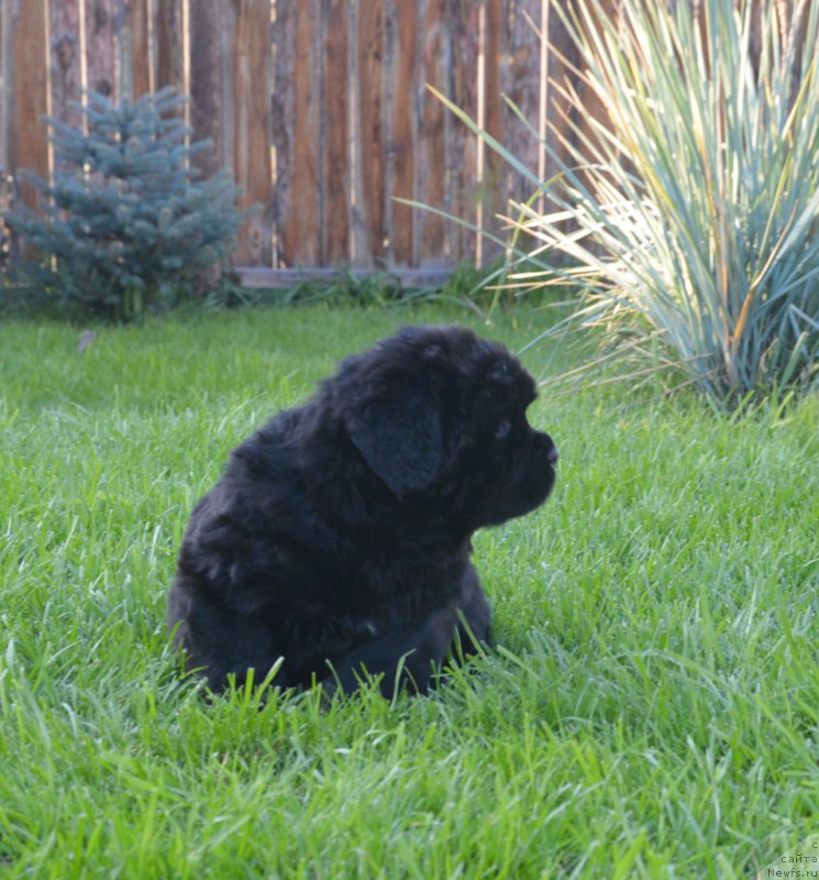 Фото: ньюфаундленд S'Nezhnaya Vjuga Vento Di Fiori (С'Нежная Вьюга Венто Ди Фиори)