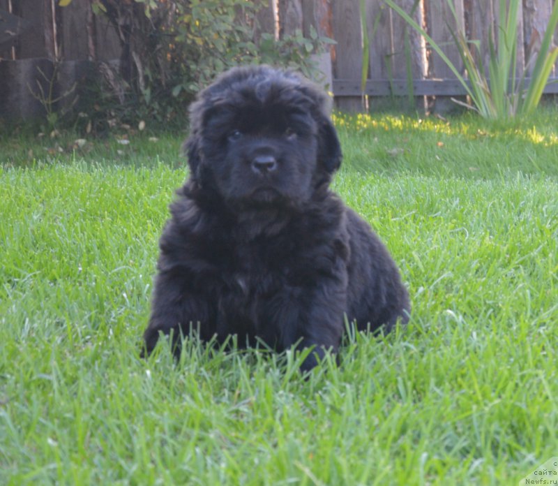 Фото: ньюфаундленд S'Nezhnaya Vjuga Vento Di Fiori (С'Нежная Вьюга Венто Ди Фиори)