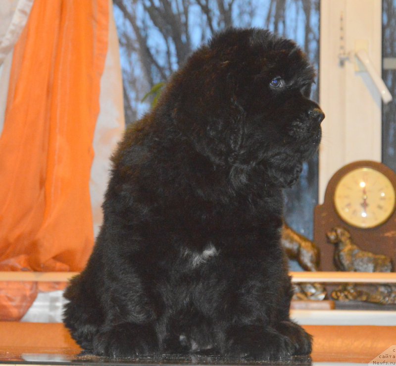 Фото: ньюфаундленд S'Nezhnaya Vjuga Vento Di Fiori (С'Нежная Вьюга Венто Ди Фиори)