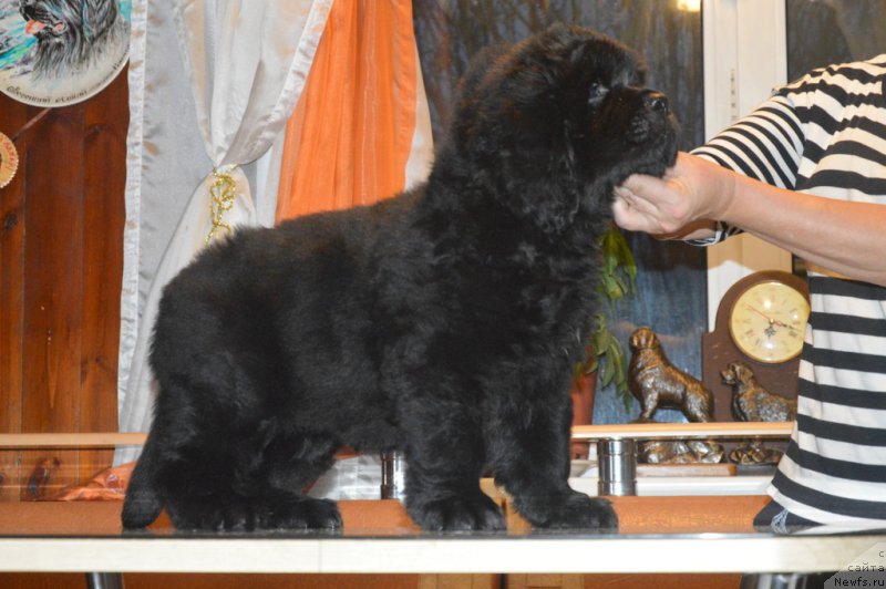 Фото: ньюфаундленд S'Nezhnaya Vjuga Vento Di Fiori (С'Нежная Вьюга Венто Ди Фиори)