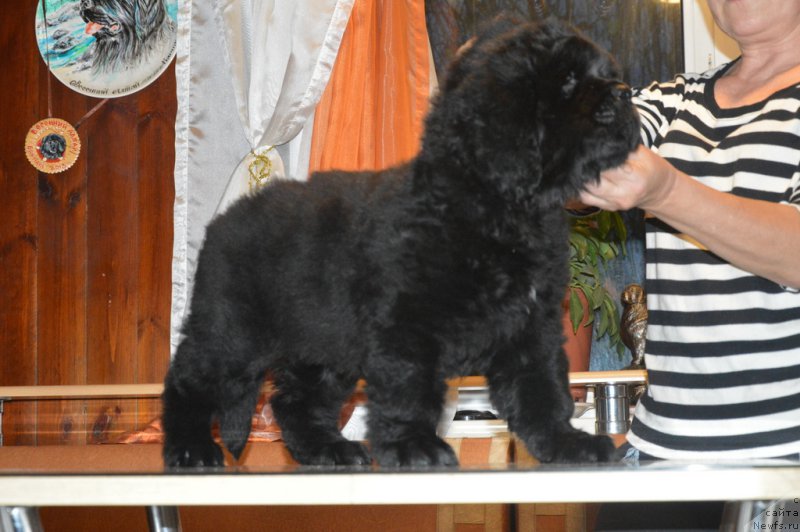 Фото: ньюфаундленд S'Nezhnaya Vjuga Vento Di Fiori (С'Нежная Вьюга Венто Ди Фиори)