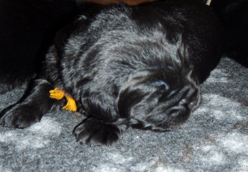 Фото: ньюфаундленд S'Nezhnaya Vjuga Vivara Verdi (С'Нежная Вьюга Вивара Верди)