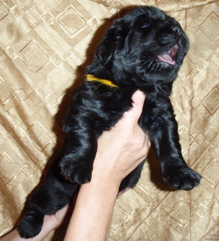 Фото: ньюфаундленд S'Nezhnaya Vjuga Vivara Verdi (С'Нежная Вьюга Вивара Верди)