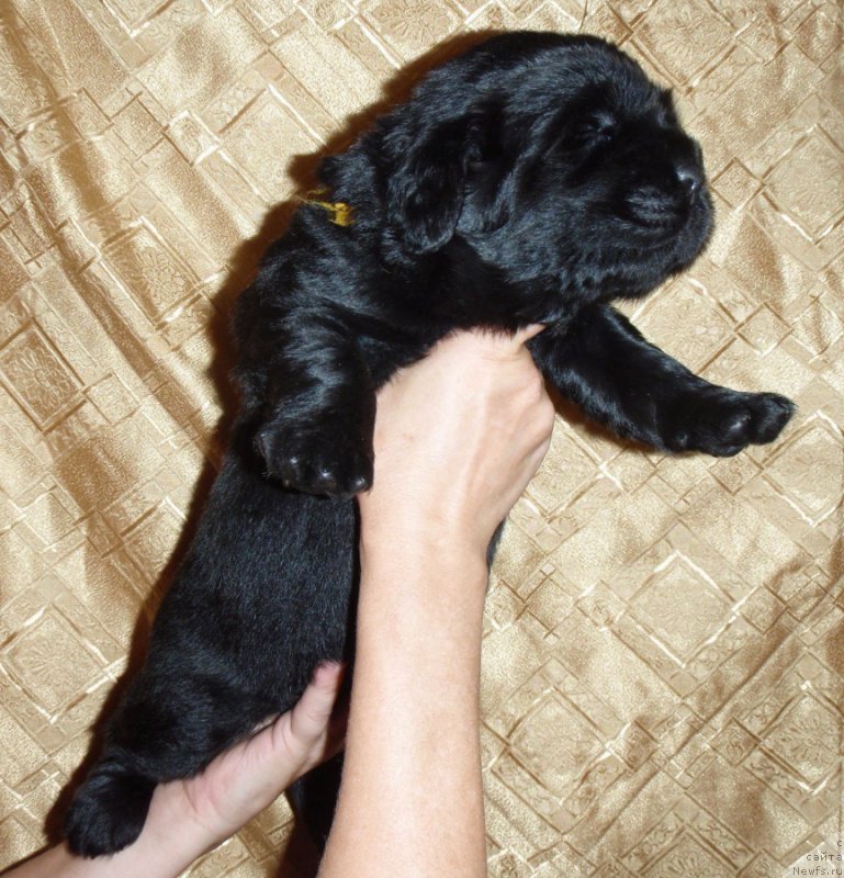 Фото: ньюфаундленд S'Nezhnaya Vjuga Vivara Verdi (С'Нежная Вьюга Вивара Верди)