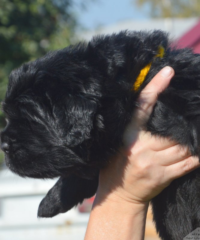 Фото: ньюфаундленд S'Nezhnaya Vjuga Vivara Verdi (С'Нежная Вьюга Вивара Верди)