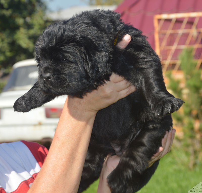 Фото: ньюфаундленд S'Nezhnaya Vjuga Vivara Verdi (С'Нежная Вьюга Вивара Верди)