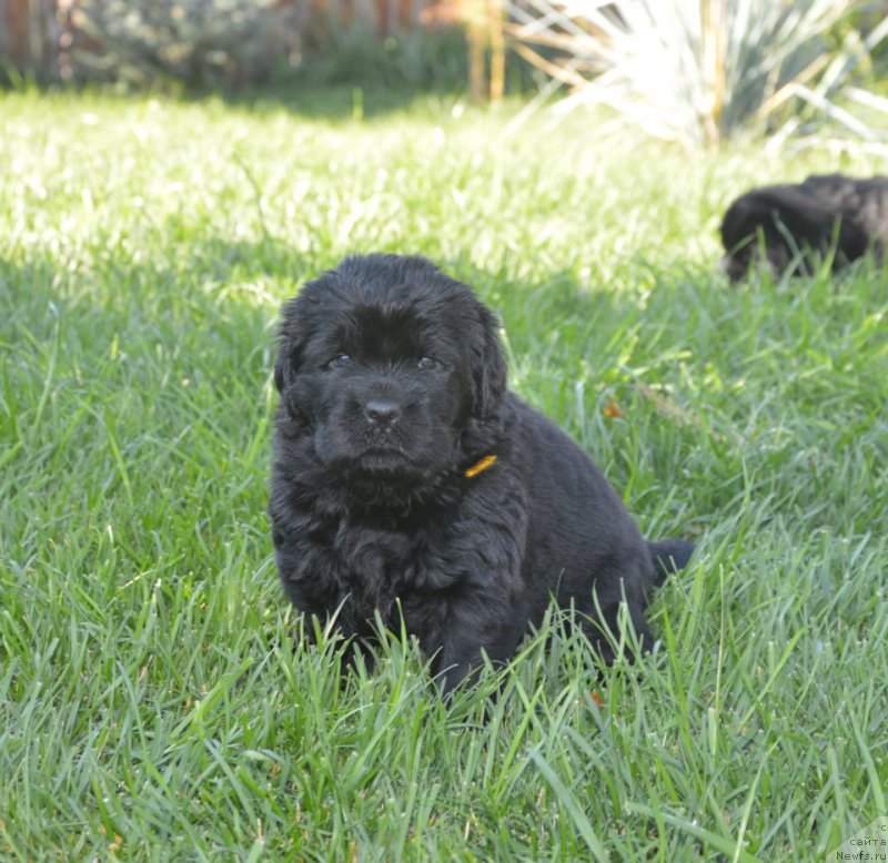 Фото: ньюфаундленд S'Nezhnaya Vjuga Vivara Verdi (С'Нежная Вьюга Вивара Верди)
