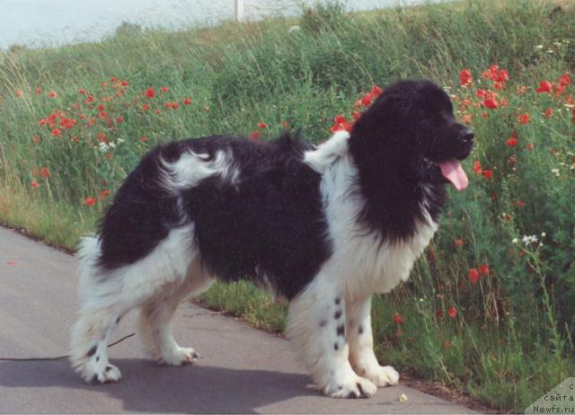 Фото: ньюфаундленд Tip Top's Iggzakly