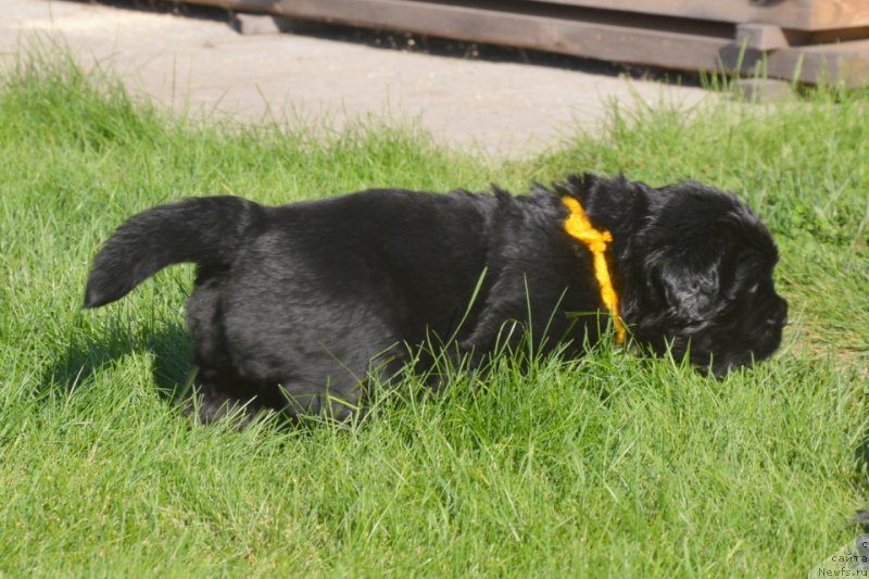 Фото: ньюфаундленд S'Nezhnaya Vjuga Vivara Verdi (С'Нежная Вьюга Вивара Верди)