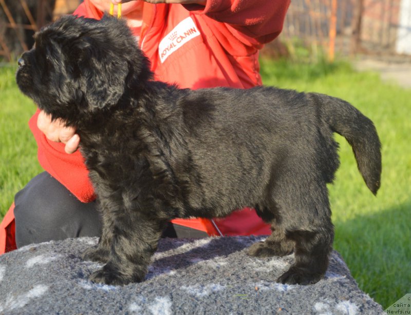 Фото: ньюфаундленд S'Nezhnaya Vjuga Vivara Verdi (С'Нежная Вьюга Вивара Верди)