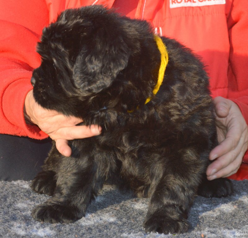 Фото: ньюфаундленд S'Nezhnaya Vjuga Vivara Verdi (С'Нежная Вьюга Вивара Верди)