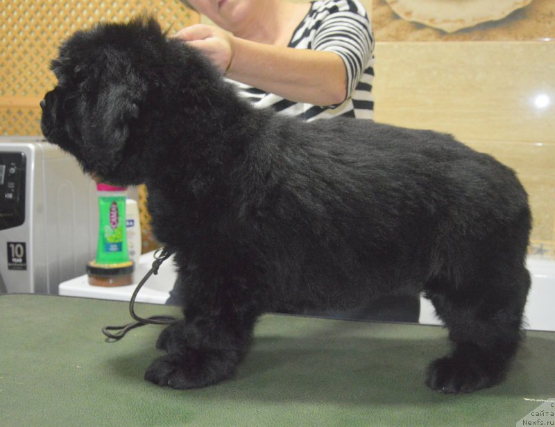 Фото: ньюфаундленд S'Nezhnaya Vjuga Vivara Verdi (С'Нежная Вьюга Вивара Верди)