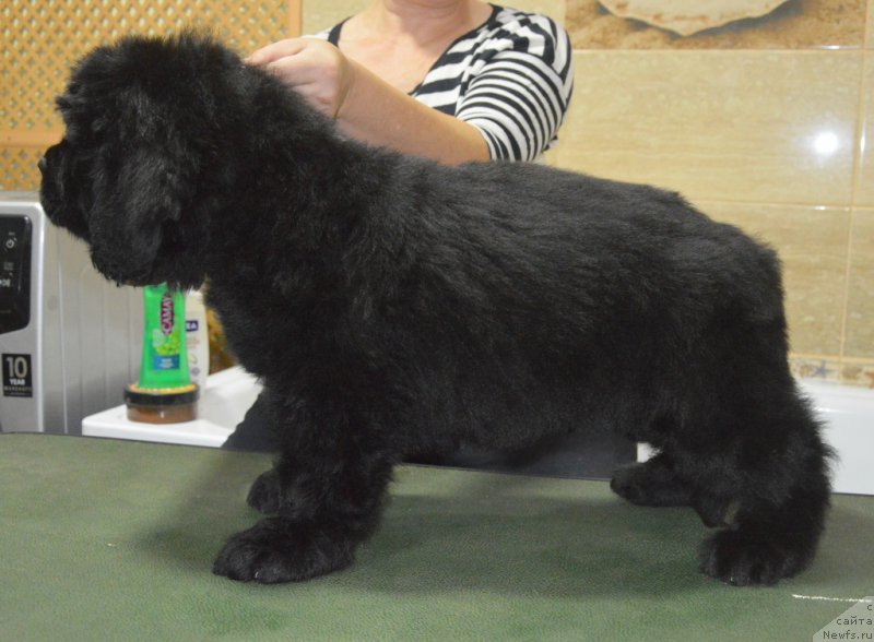 Фото: ньюфаундленд S'Nezhnaya Vjuga Vivara Verdi (С'Нежная Вьюга Вивара Верди)