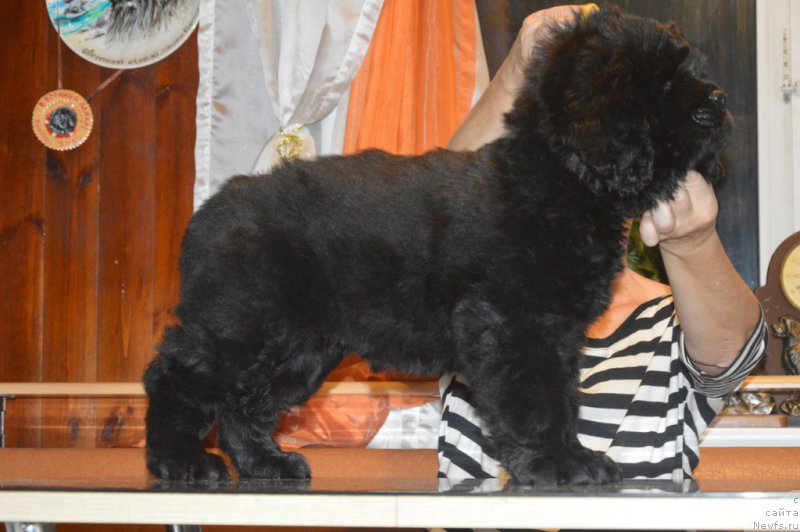 Фото: ньюфаундленд S'Nezhnaya Vjuga Vivara Verdi (С'Нежная Вьюга Вивара Верди)