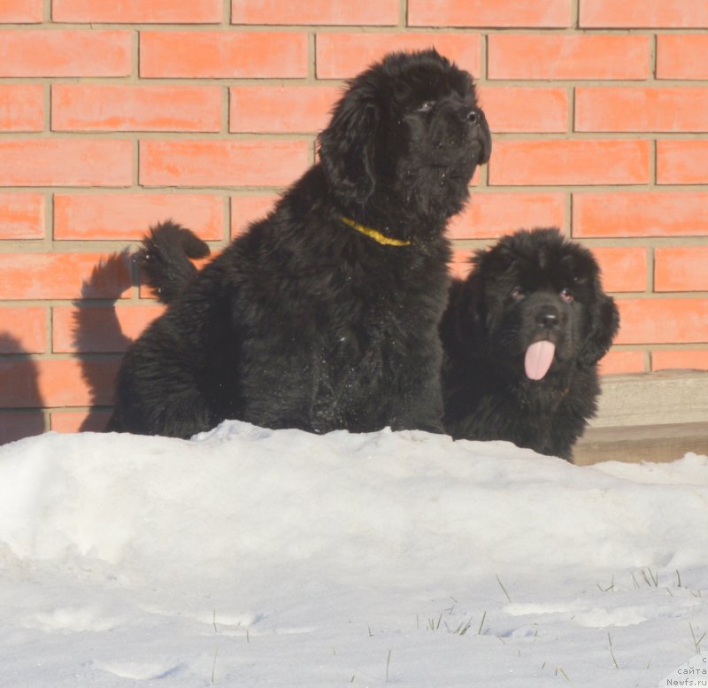 Фото: ньюфаундленд S'Nezhnaya Vjuga Vivara Verdi (С'Нежная Вьюга Вивара Верди), ньюфаундленд S'Nezhnaya Vjuga Vento Di Fiori (С'Нежная Вьюга Венто Ди Фиори)