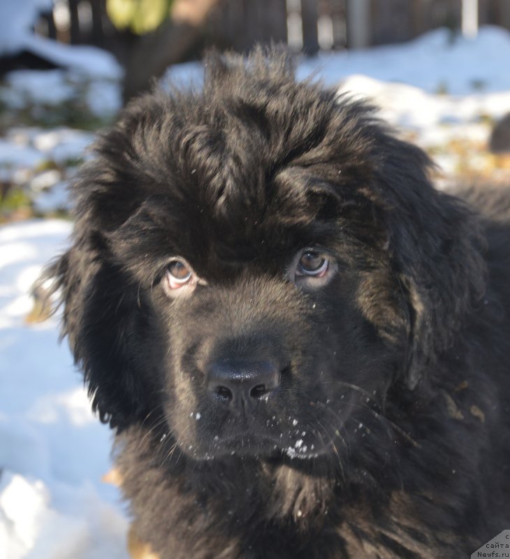 Фотография № 216122