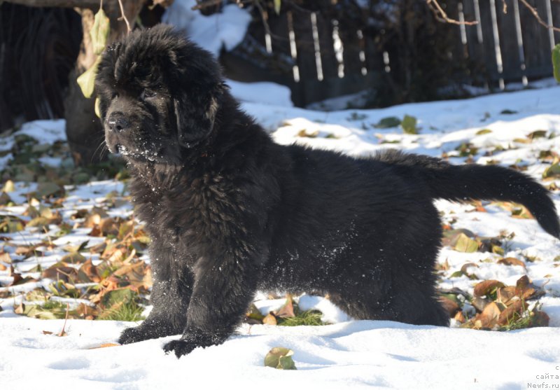 Фото: ньюфаундленд S'Nezhnaya Vjuga Vivara Verdi (С'Нежная Вьюга Вивара Верди)