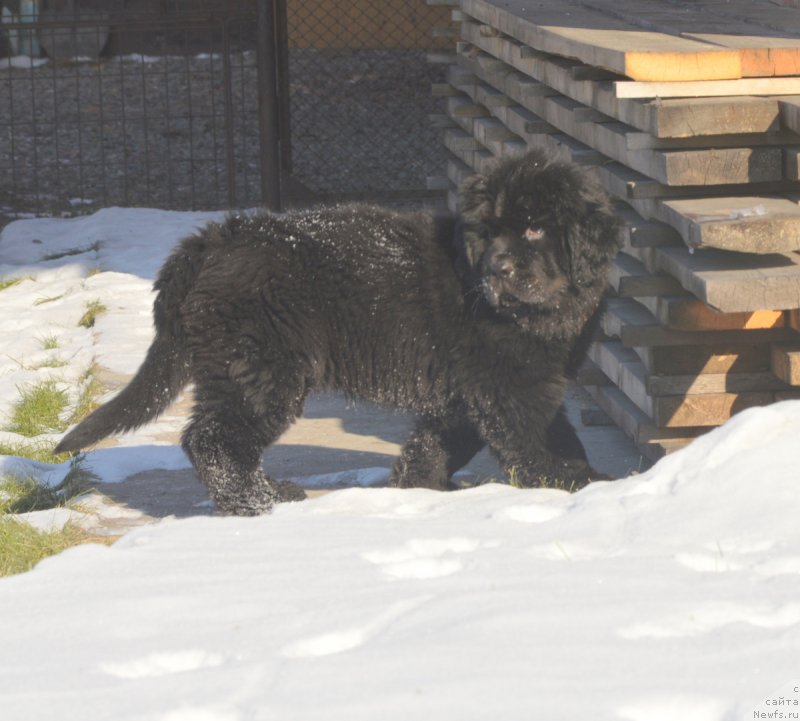 Фото: ньюфаундленд S'Nezhnaya Vjuga Vento Di Fiori (С'Нежная Вьюга Венто Ди Фиори)
