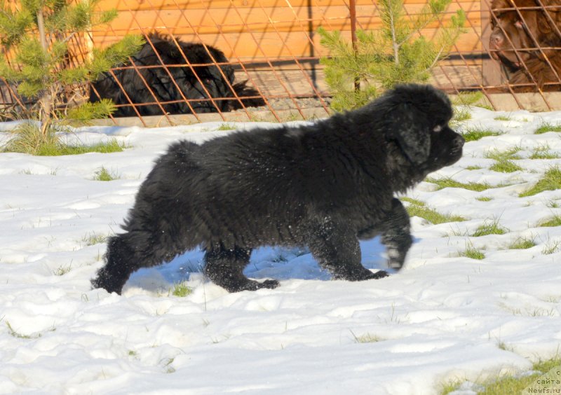 Фотография № 216128