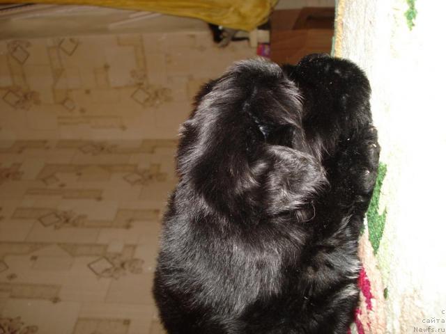 Фото: ньюфаундленд Mag Ispolin Borislava dlya Ol'gi (Маг Исполин Борислава для Ольги)