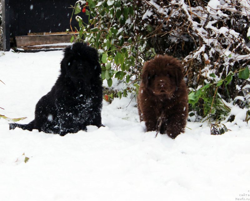 Фото: ньюфаундленд Brownblood MSK Amadey-Defender (Браунблад МСК Амадей-Дефендер), ньюфаундленд Brownblood MSK Avanti Darling Kid (Браунблад МСК Аванти Дарлинг Кид)