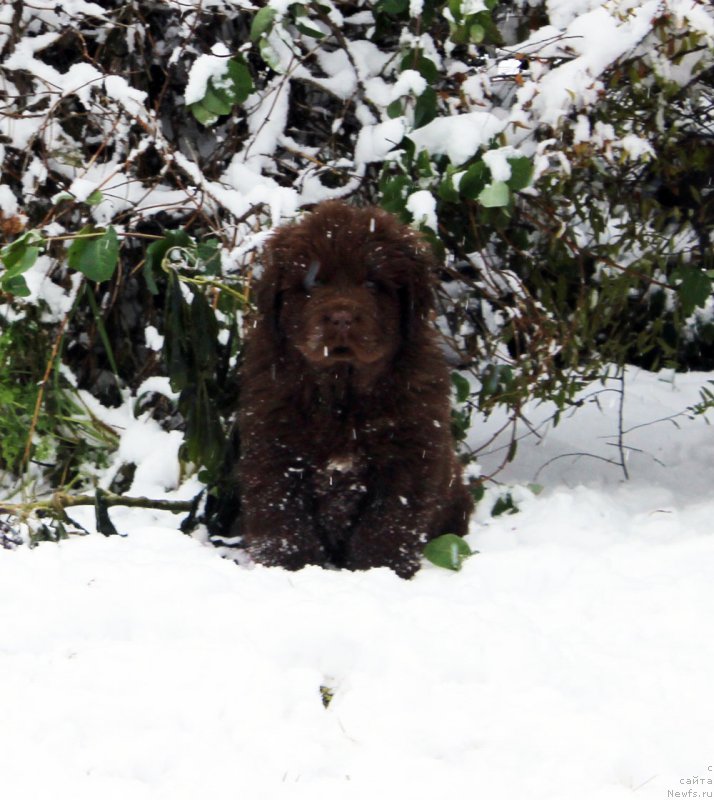 Фото: ньюфаундленд Brownblood MSK Alfa-Romeo Gold Baddy (Браунблад МСК Альфа-Ромео Голд Бадди)