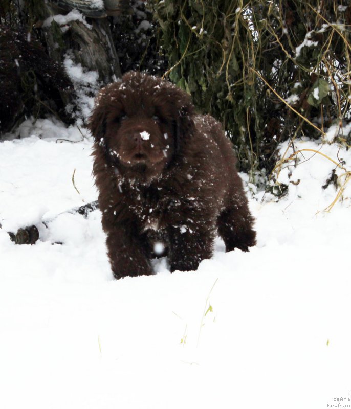 Фото: ньюфаундленд Brownblood MSK Alfa-Romeo Gold Baddy (Браунблад МСК Альфа-Ромео Голд Бадди)
