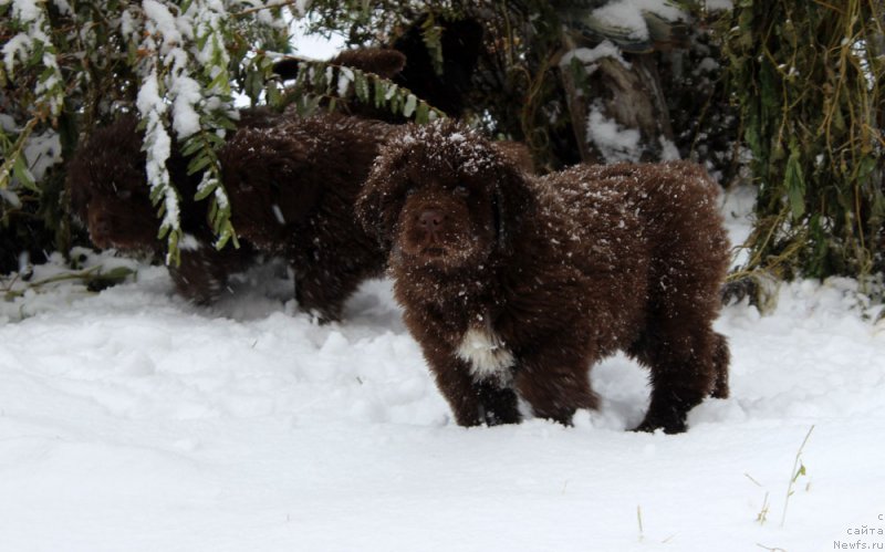 Фото: ньюфаундленд Brownblood MSK Alpina Guardian Soul (Браунблад МСК Альпина Гуардиан Соул)