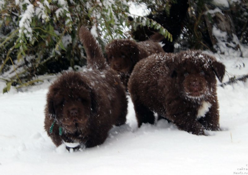 Фото: ньюфаундленд Brownblood MSK Another Love Tender Ebony (Браунблад МСК Аназер Лав Тендер Эбони), ньюфаундленд Brownblood MSK Abrams-Strong (Браунблад МСК Абрамс-Стронг)