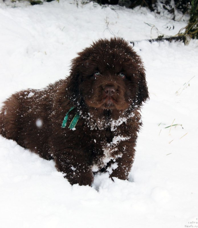 Фото: ньюфаундленд Brownblood MSK Another Love Tender Ebony (Браунблад МСК Аназер Лав Тендер Эбони)