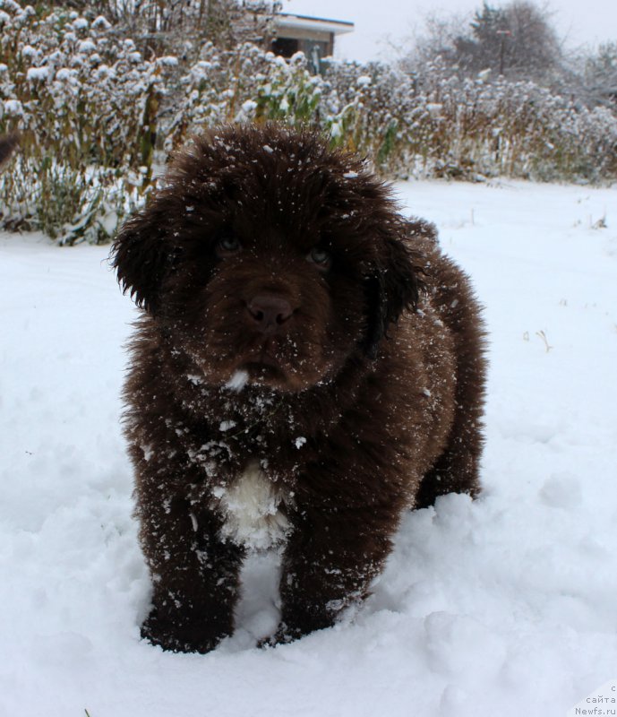 Фото: ньюфаундленд Brownblood MSK Alpina Guardian Soul (Браунблад МСК Альпина Гуардиан Соул)