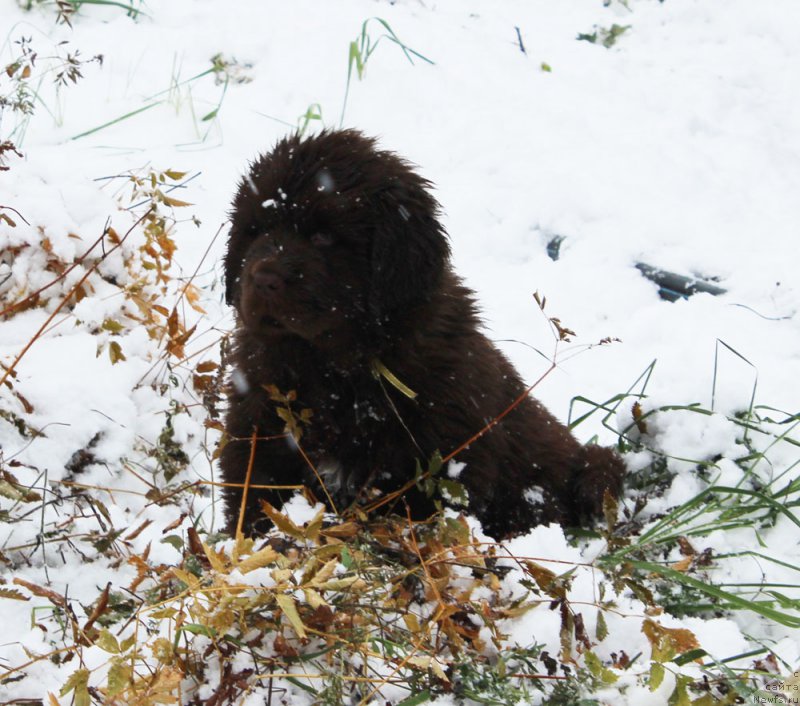 Фото: ньюфаундленд Brownblood MSK Armata Loyar Aid (Браунблад МСК Армата Лойар Аид)