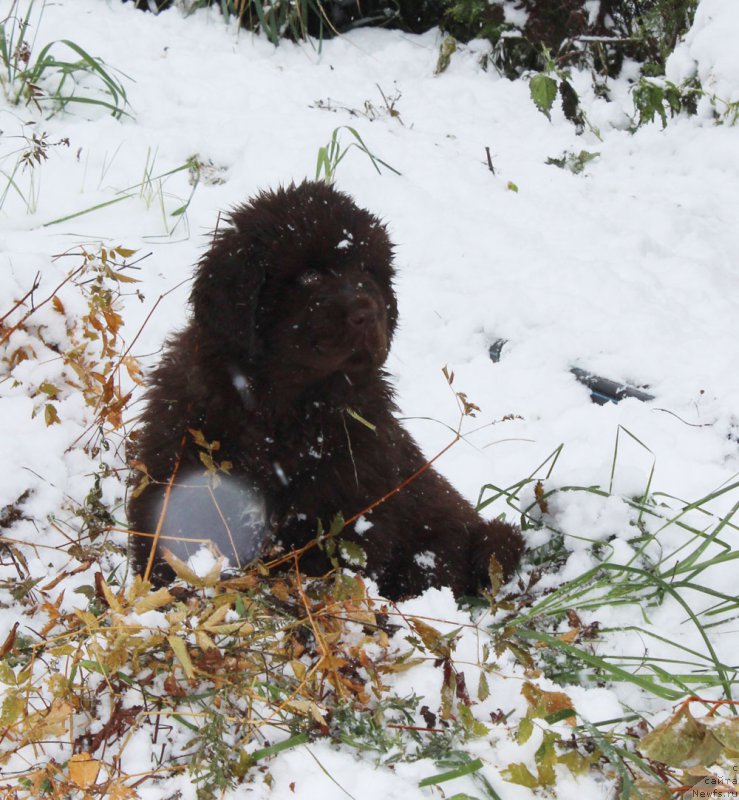 Фото: ньюфаундленд Brownblood MSK Armata Loyar Aid (Браунблад МСК Армата Лойар Аид)
