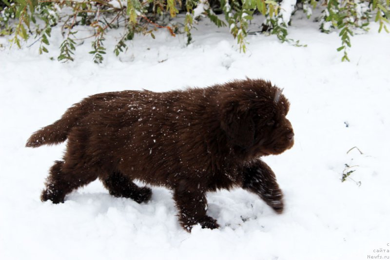 Фото: ньюфаундленд Brownblood MSK Audi Red Less (Браунблад МСК Ауди Рэд Лэсс)