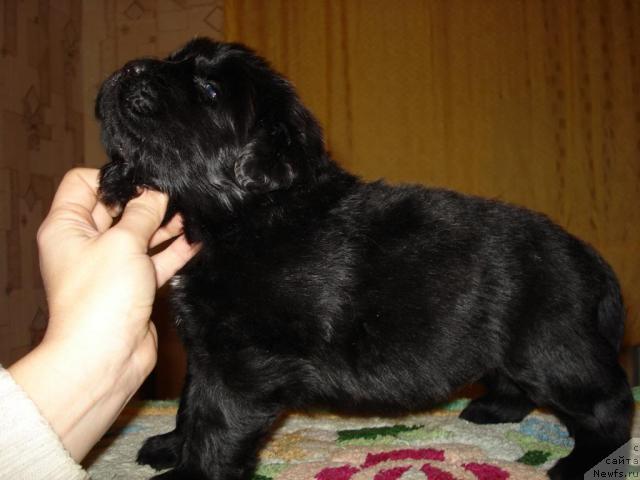 Фото: ньюфаундленд Mag Ispolin Borislava dlya Ol'gi (Маг Исполин Борислава для Ольги)