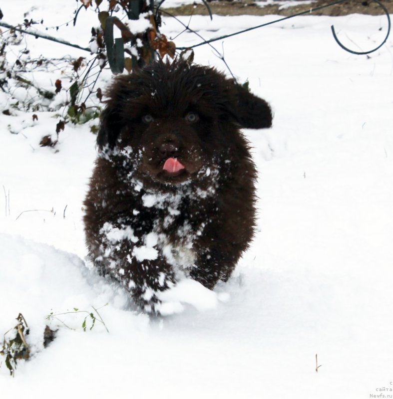 Фото: ньюфаундленд Brownblood MSK Audi Red Less (Браунблад МСК Ауди Рэд Лэсс)
