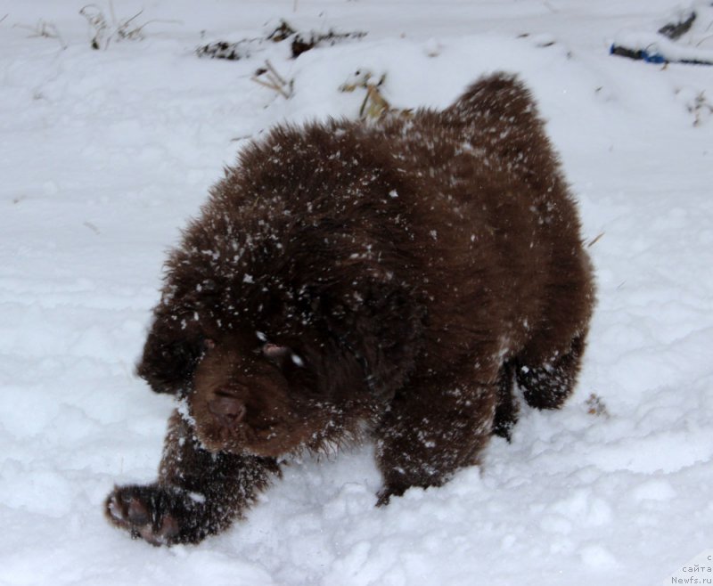 Фото: ньюфаундленд Brownblood MSK Alfa-Romeo Gold Baddy (Браунблад МСК Альфа-Ромео Голд Бадди)