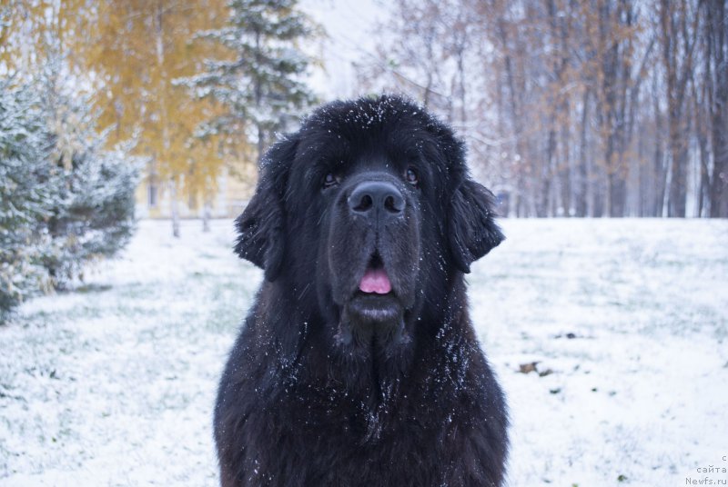 Фото: ньюфаундленд Kiper Soul Layon Hyeert (Кипер Соул Лайон Хэерт)