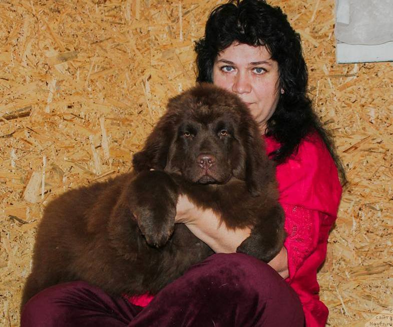 Фото: ньюфаундленд Al'fa Dar Oksa Donako (Альфа Дар Окса Донако)