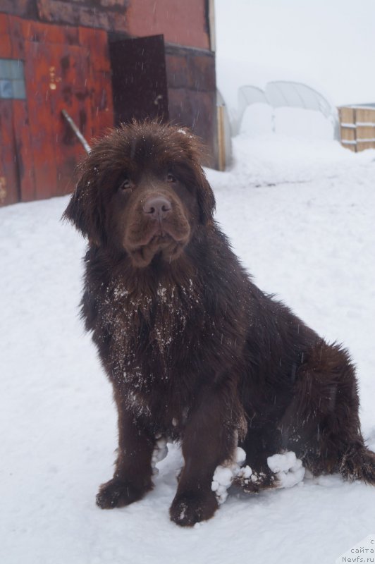 Фото: ньюфаундленд Braunblad MSK Betani YEys (Браунблад МСК Бетани Эйс)