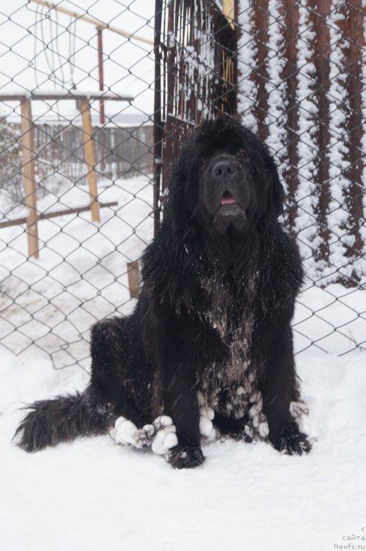 Фото: ньюфаундленд Sent Djons Zaura (Сент Джонс Заура)