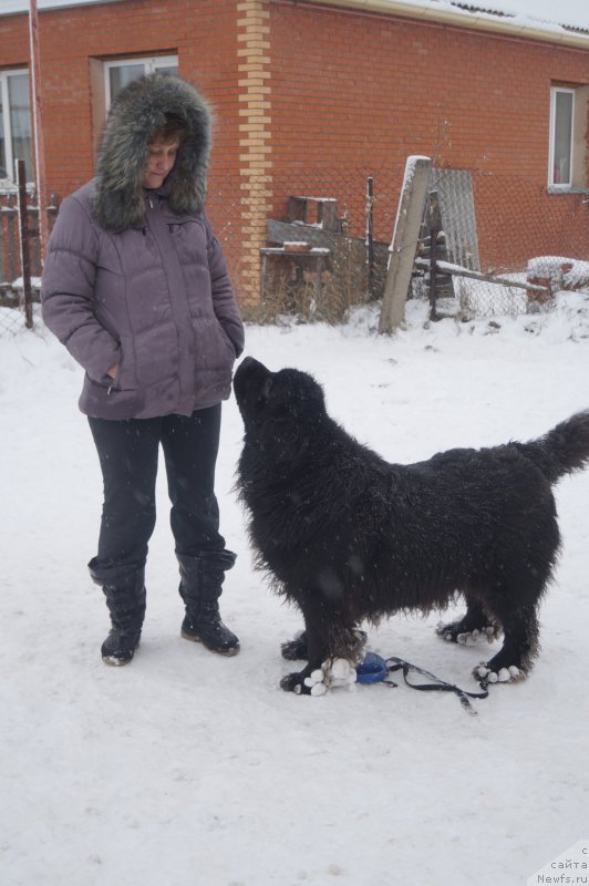 Фото: ньюфаундленд Sent Djons Zaura (Сент Джонс Заура)