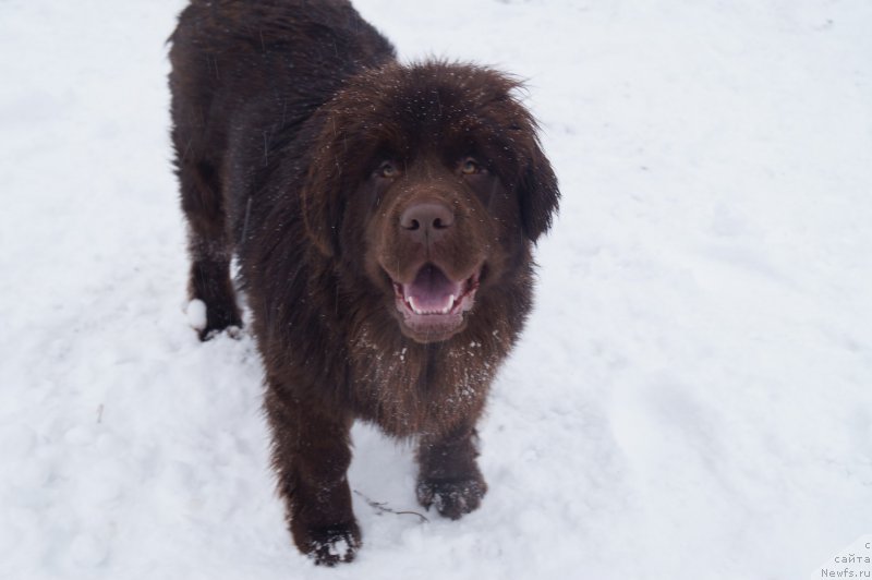 Фото: ньюфаундленд Braunblad MSK Betani YEys (Браунблад МСК Бетани Эйс)