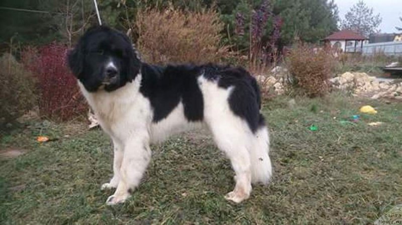 Фото: ньюфаундленд Blestyaschaya Onega ot Karel'skih Medvedey (Блестящая Онега от Карельских Медведей)