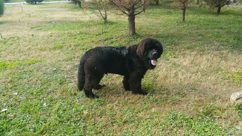 Фотография № 216159