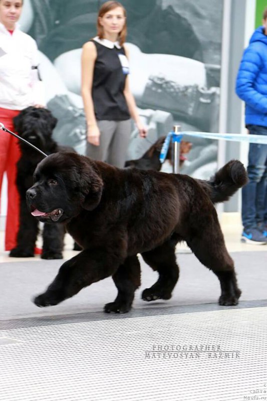 Фотография № 216160