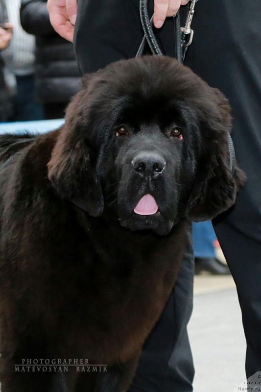 Фото: ньюфаундленд Super Premium Car' Baloven' (Супер Премиум Царь Баловень)