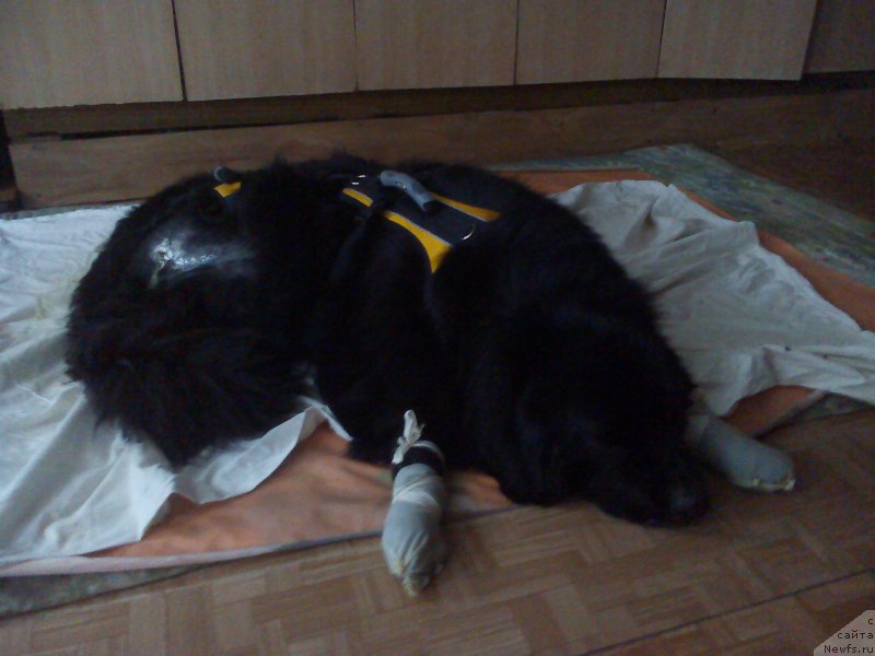 Фото: ньюфаундленд Predannyiy Drug (Преданный Друг)